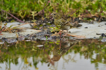 lugano o jilguero lugano en el estanque (Spinus spinus)