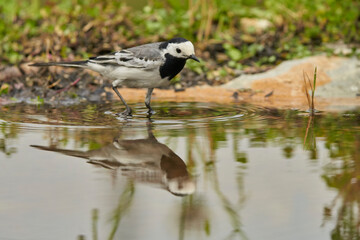 lavandera blanca​ o aguzanieves (Motacilla alba) en el estanque del parque