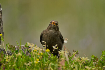 mirlo común o, más comúnmente, mirlo (Turdus merula) en el estanque del parque
