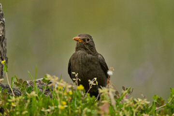mirlo común o, más comúnmente, mirlo (Turdus merula) en el estanque del parque
