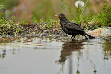 mirlo común o, más comúnmente, mirlo (Turdus merula) en el estanque del parque