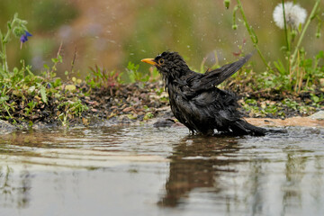 mirlo común o, más comúnmente, mirlo (Turdus merula) en el estanque del parque