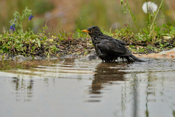 mirlo común o, más comúnmente, mirlo (Turdus merula) en el estanque del parque