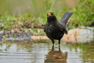 mirlo común o, más comúnmente, mirlo (Turdus merula) en el estanque del parque