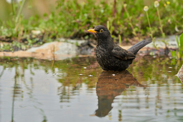 mirlo común o, más comúnmente, mirlo (Turdus merula) en el estanque del parque