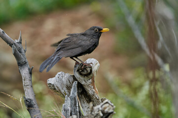 mirlo común o, más comúnmente, mirlo (Turdus merula) en el estanque del parque