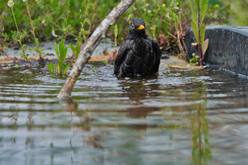 mirlo común o, más comúnmente, mirlo (Turdus merula)