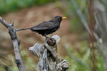 mirlo común o, más comúnmente, mirlo (Turdus merula)