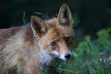 Fototapeta premium zorro europeo en el bosque mediterráneo 