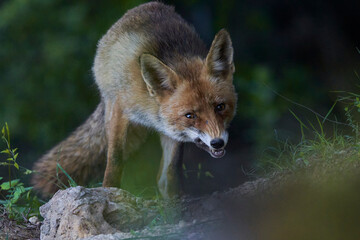 zorro europeo en el bosque mediterráneo 