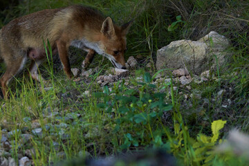 zorro europeo en el bosque mediterráneo 