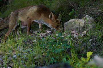 zorro europeo en el bosque mediterráneo 