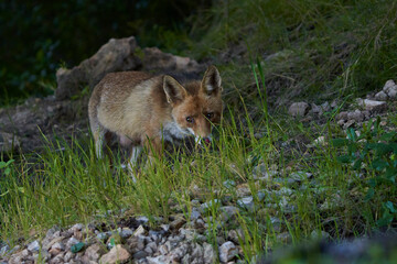zorro europeo en el bosque mediterráneo 