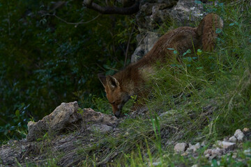 zorro europeo en el bosque mediterráneo 