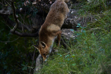 zorro europeo en el bosque mediterráneo