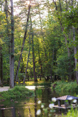 forest in the morning