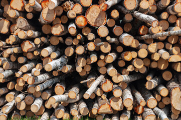 Background of pile of birch logs