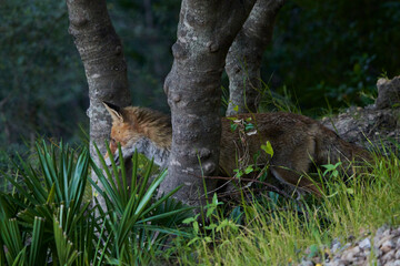 zorro europeo en el bosque mediterráneo