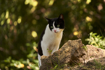 gato blanco y negro en el bosque - obrazy, fototapety, plakaty