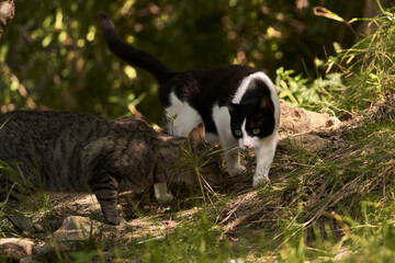 gato blanco y negro y gato pardo en el bosque