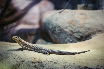 Obraz premium lizard on the rock