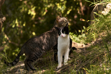 gato blanco y negro y gato pardo en el bosque