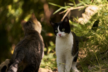 gato blanco y negro en el bosque