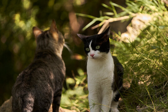 gato blanco y negro y gato pardo en el bosque