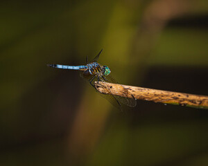 Blue Dasher