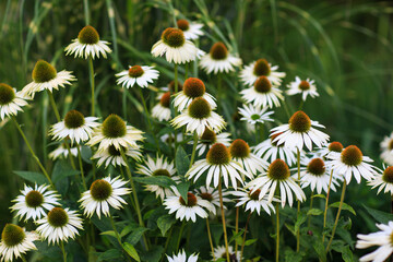 daisies bloom in the garden, close-up 