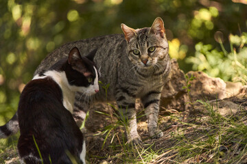 gato blanco y negro y gato pardo en el bosque - obrazy, fototapety, plakaty