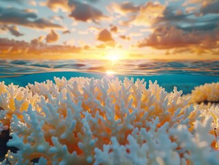 Half underwater, half above water view of a beautiful coral reef with the sun setting in the background.