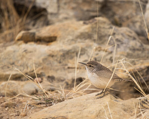 Rock Wren
