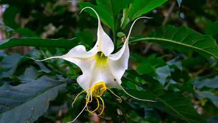 Brugmansia arborea, el floripondio, trompeta de Ángel —entre otros nombres comunes— es una...