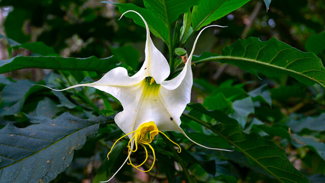Brugmansia arborea, el floripondio, trompeta de &Aacute;ngel &mdash;entre otros nombres comunes&mdash; es una especie de planta arbustiva del g&eacute;nero Brugmansia de la familia Solanaceae