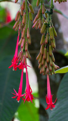 Fuchsia boliviana es una especie de arbusto de la familia de las onagráceas. Arbusto o arbolillo...