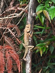 lizard on a tree