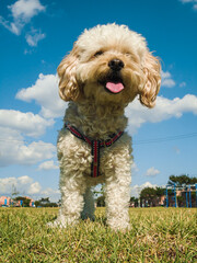 Frespuder white dog with its tongue out in a park in Bosa – Bogotá - Colombia