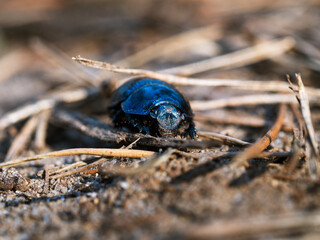 blue beetle in the nature. - Powered by Adobe