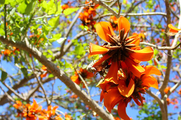 orange tree in autumn, close up view of the beautiful blooming orange flowers, orange flowers in the park