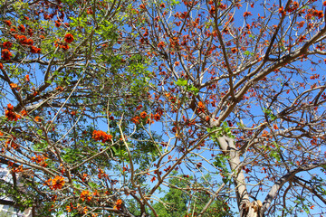 autumn leaves on a tree, blooming devar in the spring in the park of Spain, orange flowers on the trees