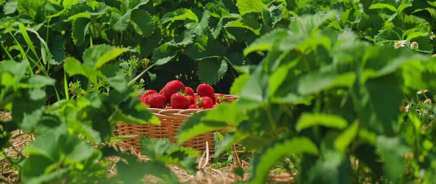 A basket full of ripe strawberries nestles among leaves. The lush greenery of the strawberry plants envelops a woven basket brimming with fresh berries.
