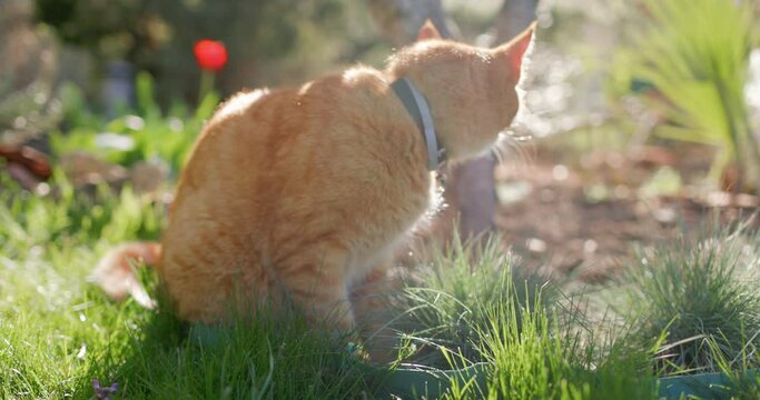 Cute ginger cat in backyard garden. Furry orange cat outdoor on lawn with sunshine