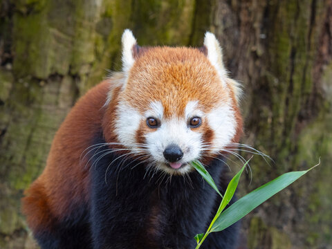 Red panda (Ailurus fulgens) feeding on bamboo leaves, captive. 