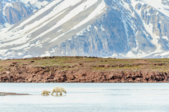 Polar bear (Ursus maritimus) female and cub exploring ice free shoreline, ice may have thawed due to climate change. Woodfjorden, Spitsbergen, Svalbard, Norway. July 2012. 