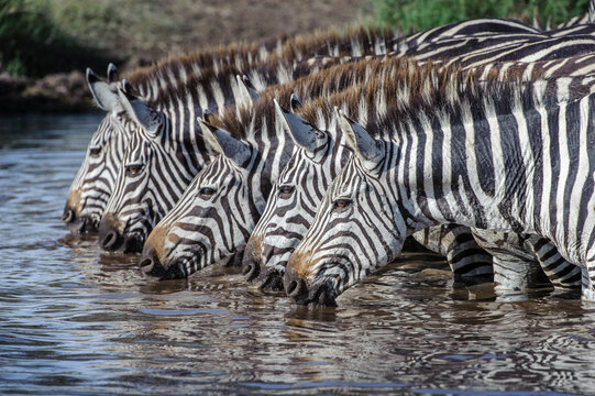 Grant's zebra (Equus quagga boehmi), five drinking in unison at water hole following heavy rainfall. Ngorongoro Conservation Area, Serengeti National Park, Tanzania. 