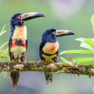 Collared aracari (Pteroglossus torquatus), pair perched on branch, looking in same direction. Boca Tapada, Costa Rica. 