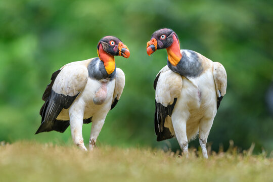 King vulture (Sarcoramphus papa), two side by side. Laguna del Lagarto, Boca Tapada, Costa Rica. Controlled conditions. 