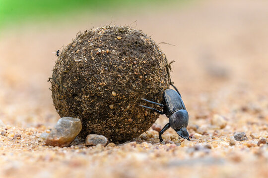 Dung beetle (Scarabaeidae) rolling dung ball. South Luangwa National Park, Zambia. 