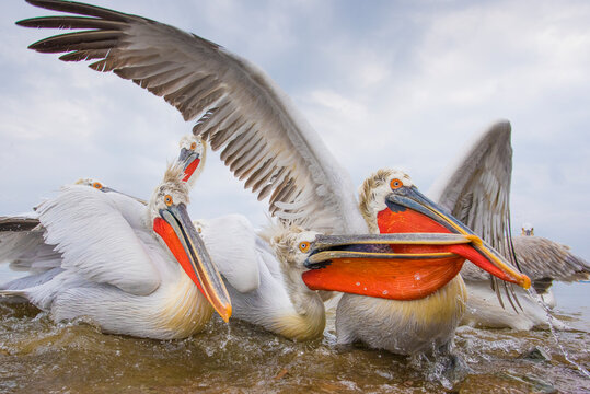 Dalmatian pelicans (Pelecanus crispus) squabbling over fish, Lake Kerkini, Greece, March. 